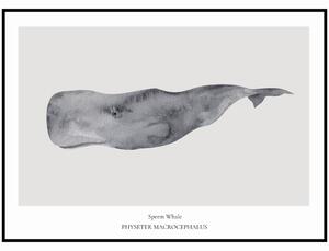 Plakát Sperm Whale Rozměr plakátu: A4 (21 x 29,7 cm)