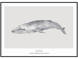 Plakát Blue Whale Rozměr plakátu: A4 (21 x 29,7 cm)