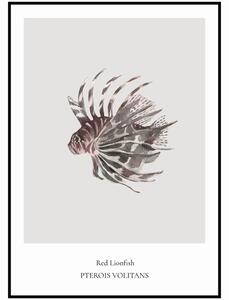 Plakát Red Lionfish Rozměr plakátu: A4 (21 x 29,7 cm)