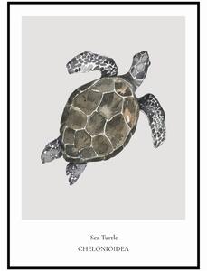Plakát Sea Turtle Rozměr plakátu: A4 (21 x 29,7 cm)