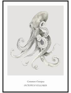 Plakát Common Octopus Rozměr plakátu: A4 (21 x 29,7 cm)