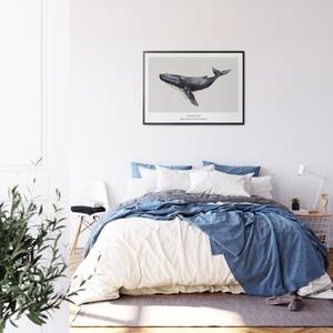 Plakát Humpback Whale Rozměr plakátu: 40 x 50 cm