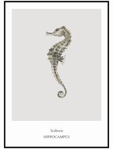 Plakát Seahorse Rozměr plakátu: A4 (21 x 29,7 cm)