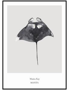 Plakát Manta Ray Rozměr plakátu: A4 (21 x 29,7 cm)
