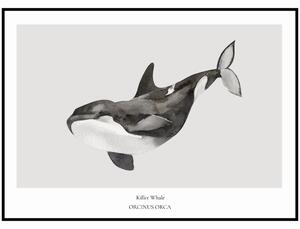 Plakát Killer Whale Rozměr plakátu: A4 (21 x 29,7 cm)