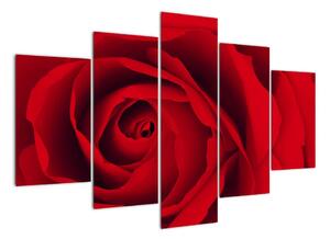 Detail červené růže - obraz (150x105cm)