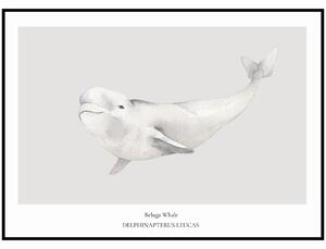 Plakát Beluga Whale Rozměr plakátu: A4 (21 x 29,7 cm)