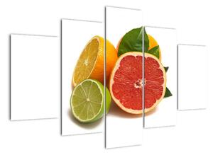 Citrusové plody - obraz (150x105cm)