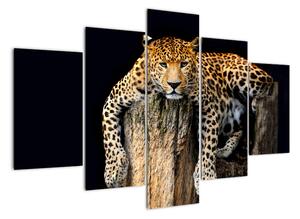 Leopard, obraz (150x105cm)