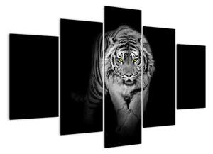 Tygr černobílý, obraz (150x105cm)