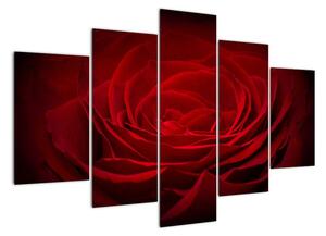 Makro růže - obraz (150x105cm)