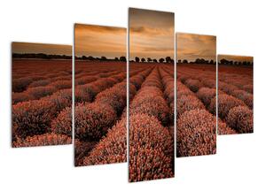 Květinové pole - obraz (150x105cm)
