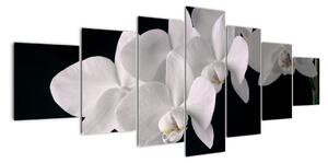Obraz - bílé orchideje (210x100cm)