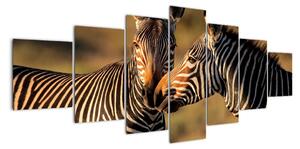 Obraz - zebry (210x100cm)