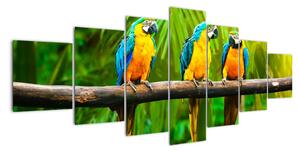 Moderní obraz - papoušci (210x100cm)