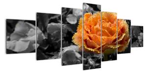 Oranžový květ na černobílém pozadí - obraz