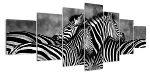 Obraz - zebry (210x100cm)