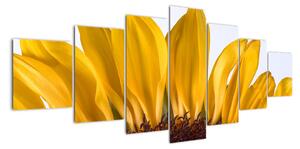 Obraz květu slunečnice (210x100cm)