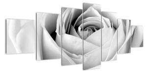 Černobílý obraz růže (210x100cm)