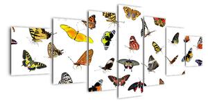 Obrazy motýlů (210x100cm)