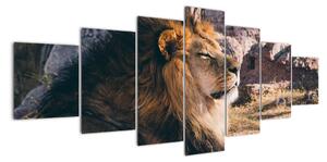 Obraz - ležící lev (210x100cm)