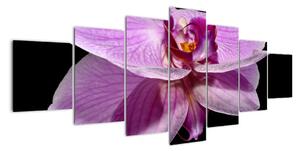 Obraz - orchidej (210x100cm)