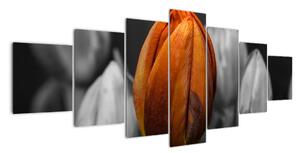 Oranžový tulipán mezi černobílými - obraz (210x100cm)
