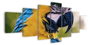 Obraz - papoušek (210x100cm)