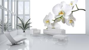 Fototapeta Bílá orchidej vlies 152,5 x 104 cm