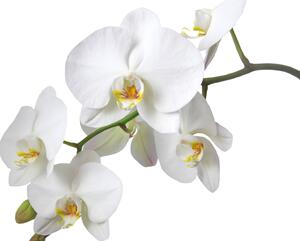 Fototapeta Bílá orchidej vlies 152,5 x 104 cm