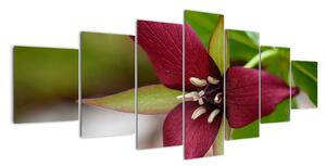 Kvetoucí rostlina - obrazy do domu (210x100cm)