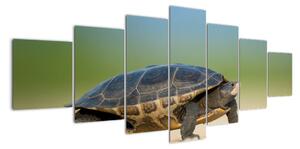 Obraz želvy - moderní obrazy (210x100cm)