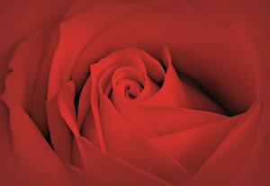 Fototapeta Bed Rose Macro vlies 104 x 70,5 cm