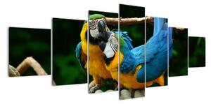 Obraz papoušků na laně (210x100cm)