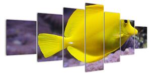 Obraz - žluté ryby (210x100cm)