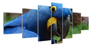Obraz - papoušek (210x100cm)