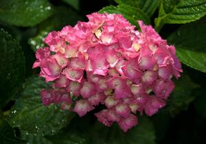 Fototapeta Růžová květina vlies 152,5 x 104 cm