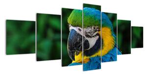 Obraz papouška (210x100cm)