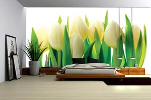 Fototapeta Bílé tulipány vlies 104 x 70,5 cm