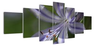 Obraz květiny (210x100cm)