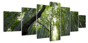 Obraz lesů (210x100cm)