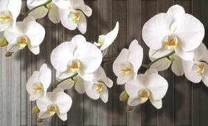 Fototapety Bílá orchidej 2 vlies 104 x 70,5 cm