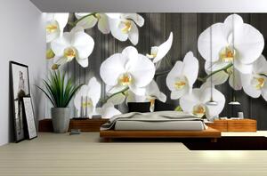Fototapety Bílá orchidej 2 vlies 104 x 70,5 cm