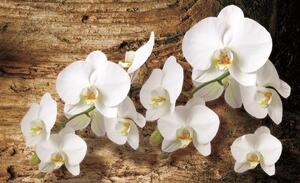 Fototapety Bílá orchidej 3 vlies 152,5 x 104 cm