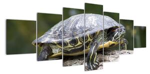 Obraz suchozemské želvy (210x100cm)