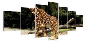 Obraz žirafy (210x100cm)