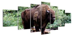 Obraz s americkým bizonem (210x100cm)