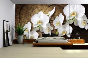 Fototapeta White orchid vlies 152,5 x 104 cm