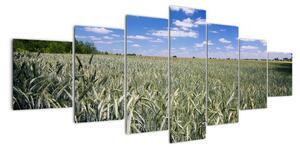 Pole pšenice - obraz (210x100cm)