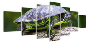 Suchozemská želva - obraz (210x100cm)